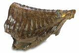 Fossil Woolly Mammoth Lower M Molar - Poland #295864-3